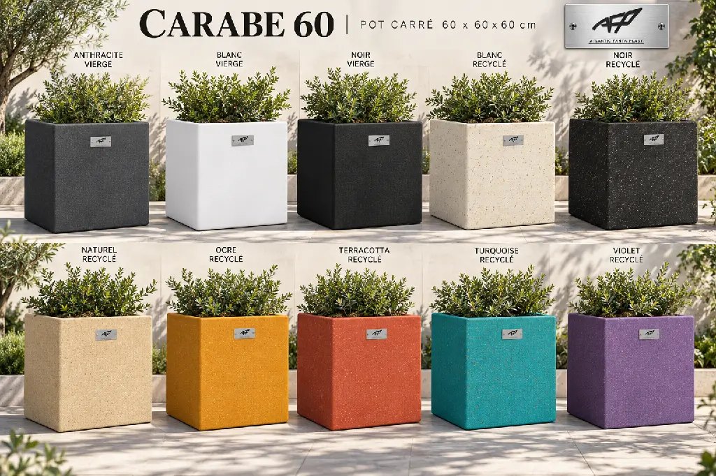 couleurs carabe 60.webp