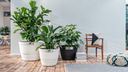 PATIO 43