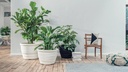 PATIO 43